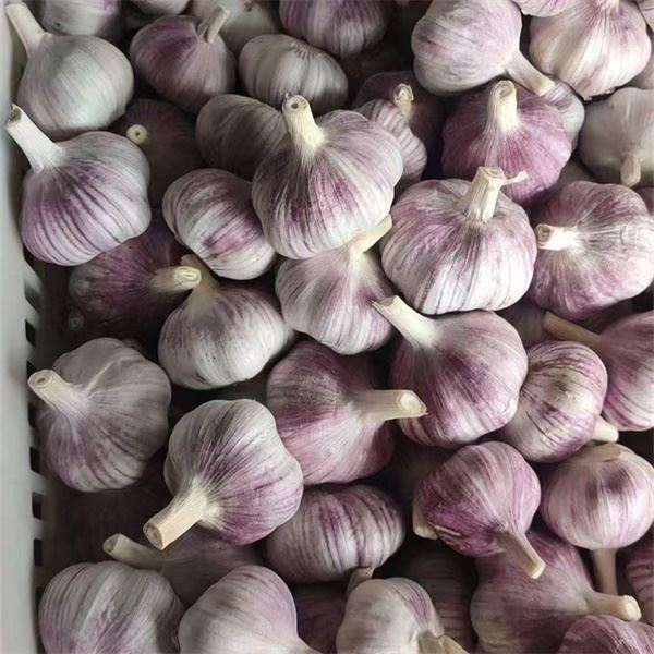 The Head Of Garlic